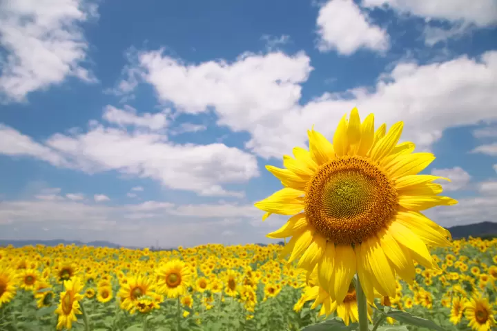 Kasaoka Bay Farm Flower Garden